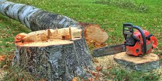Best Tree Preservation Services  in Indian Lake, TX