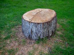 Indian Lake, TX Tree Removal Company