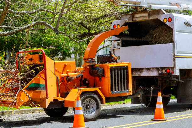 Best Tree Removal  in Indian Lake, TX